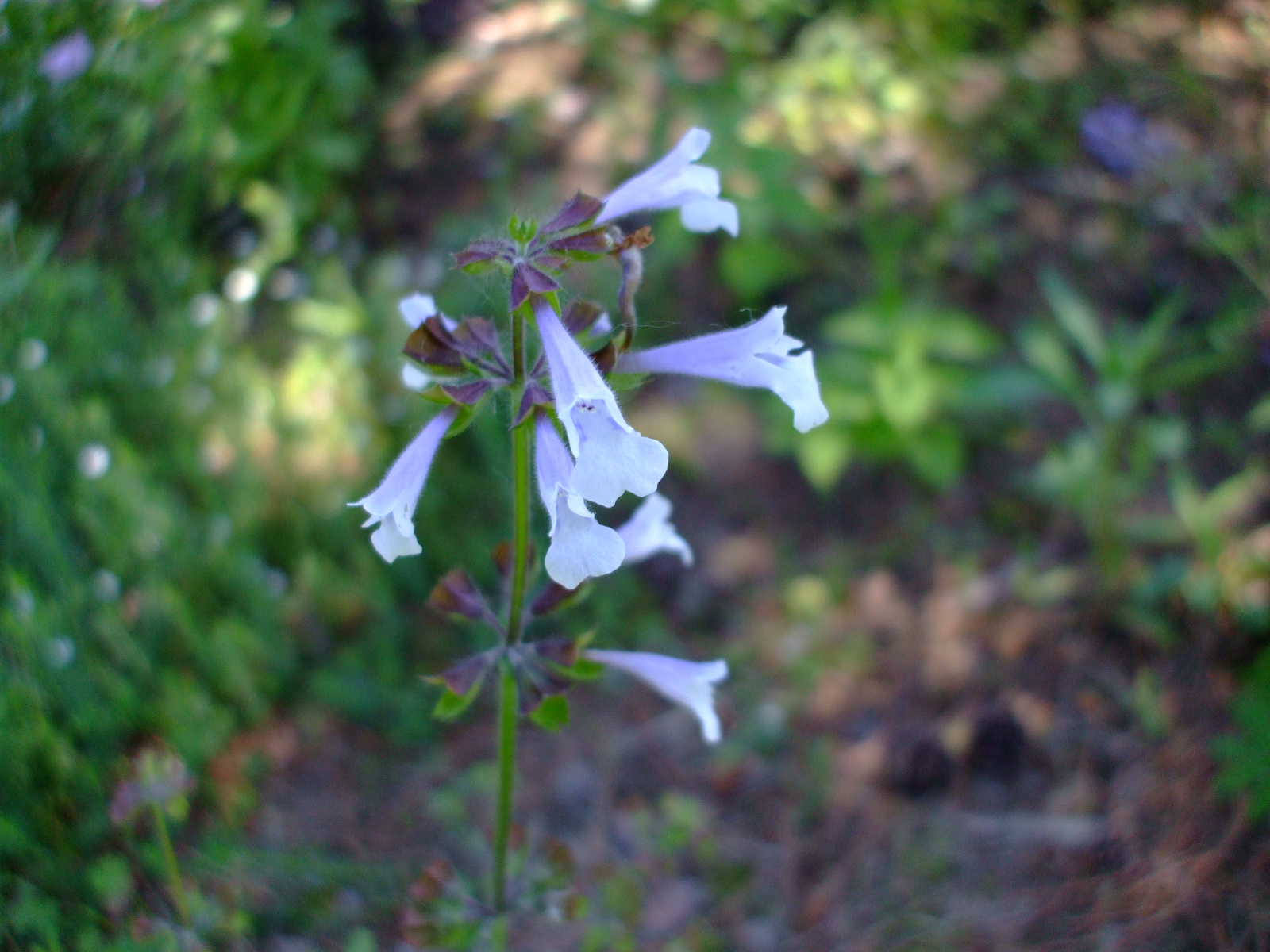 Salvia lyrata
